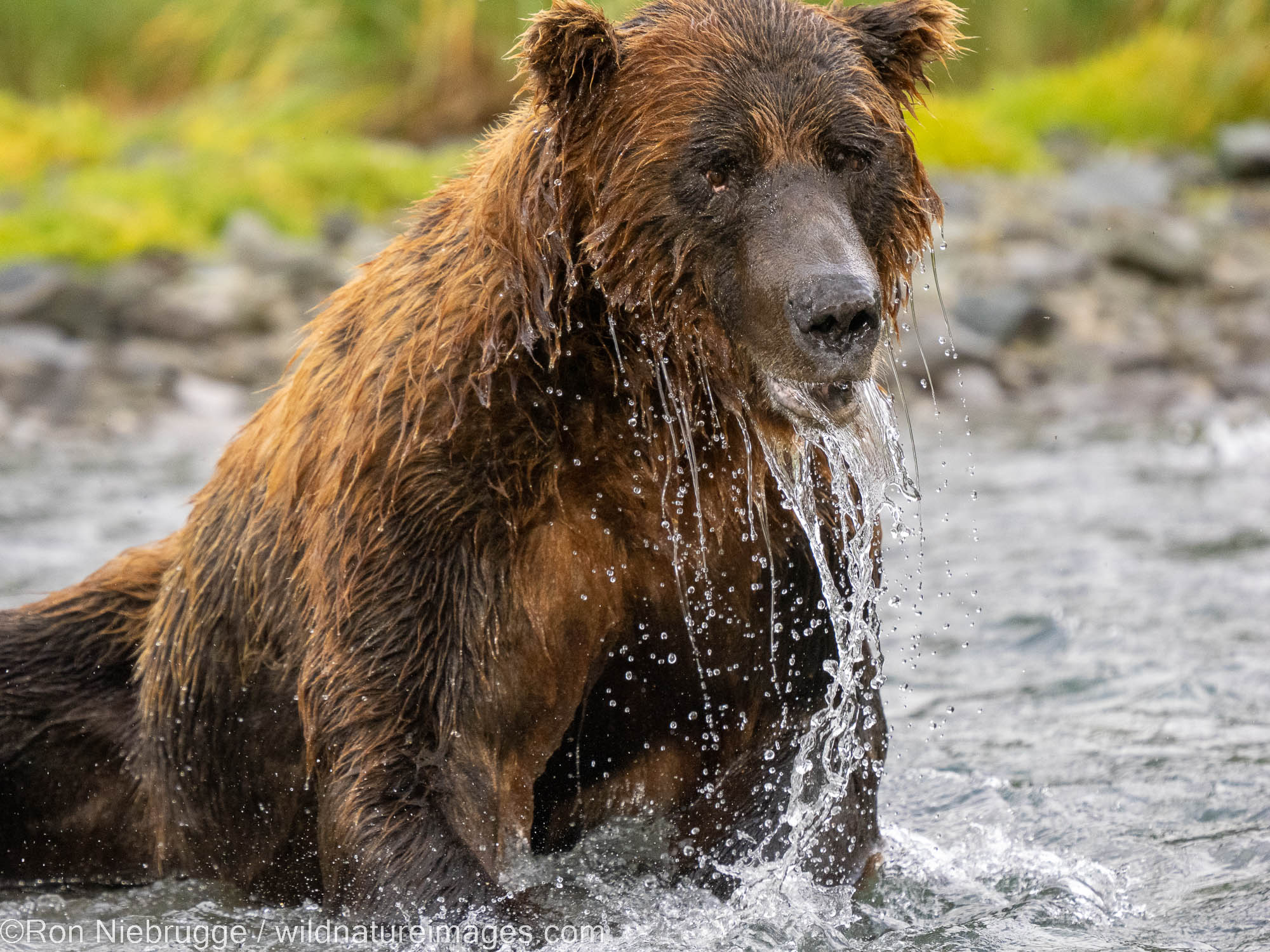 Brown Bear | Katmai National Park, Alaska | Photos by Ron Niebrugge