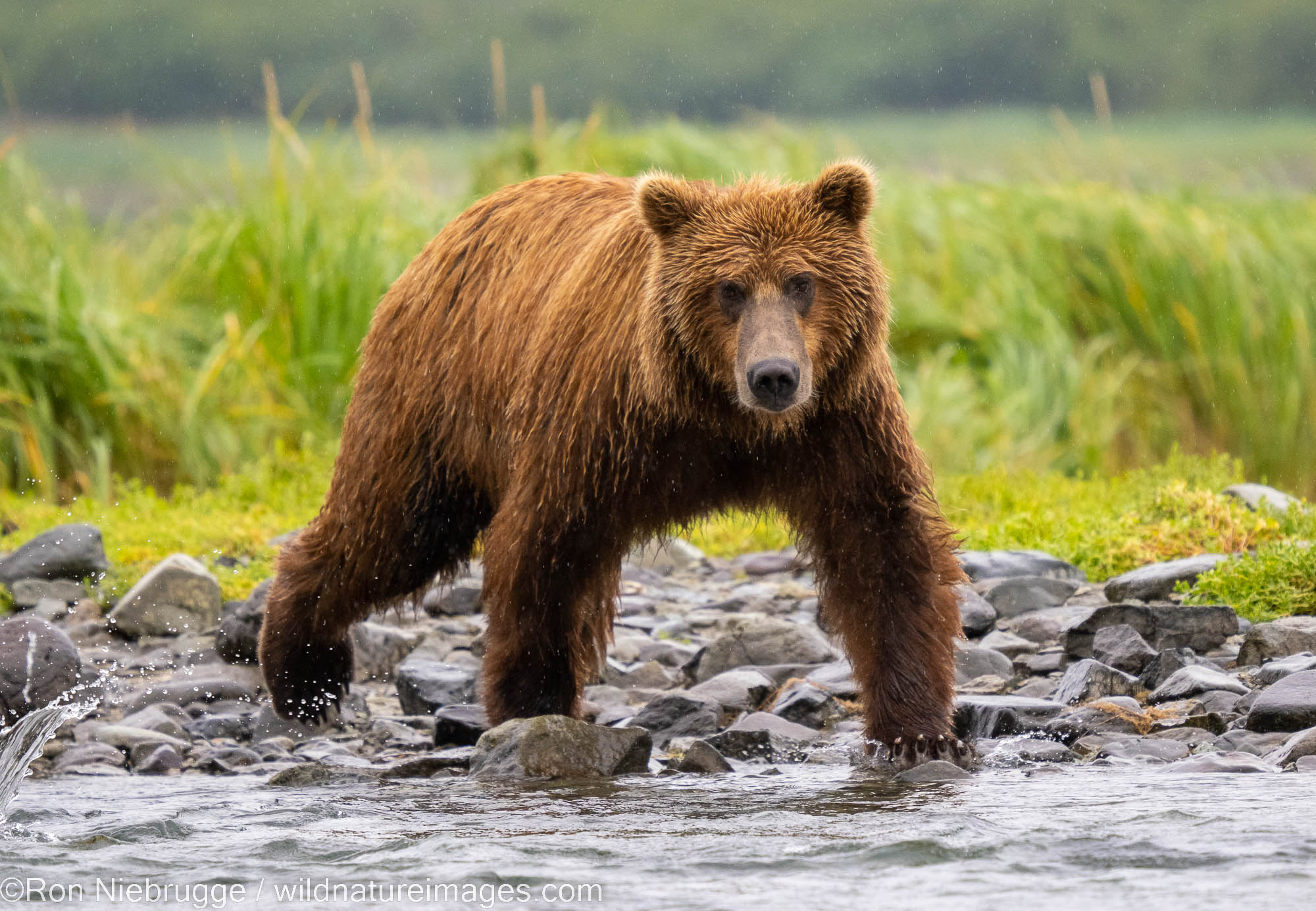 Grizzly Bear | Katmai National Park, Alaska | Photos by Ron Niebrugge